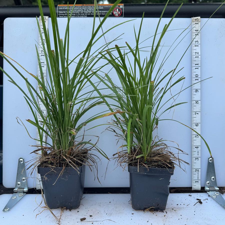 Liriope spicata 