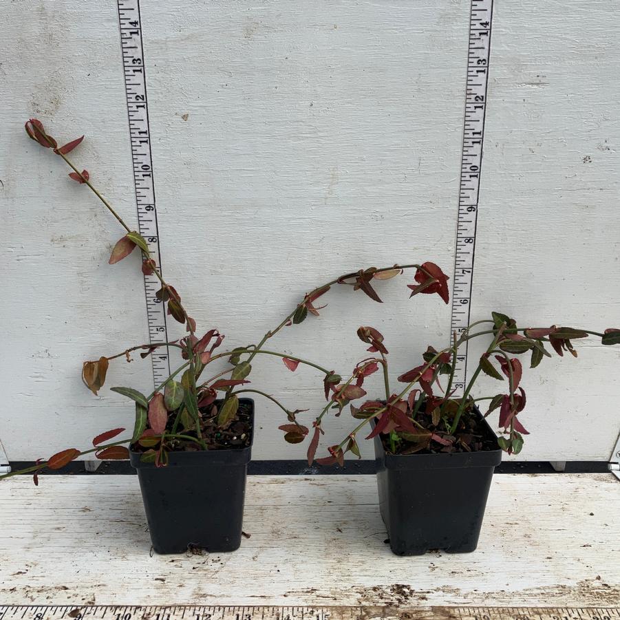 Euonymus fortunei Acutus