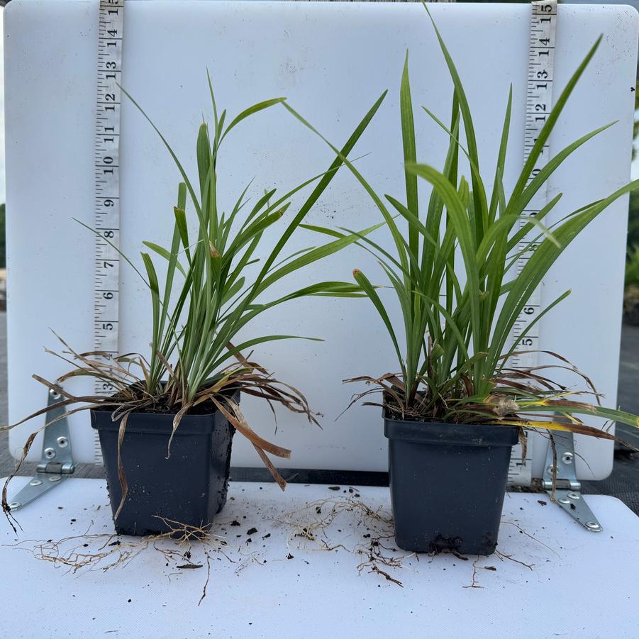 Liriope muscari Classic Blue