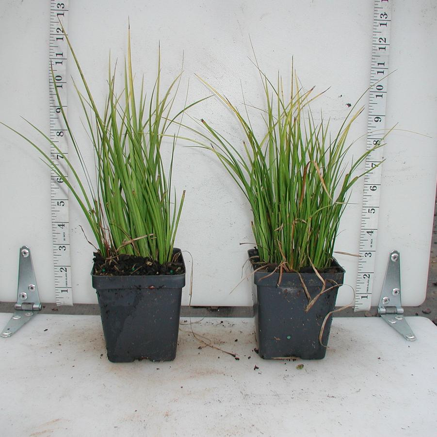 Acorus gramineus Ogon