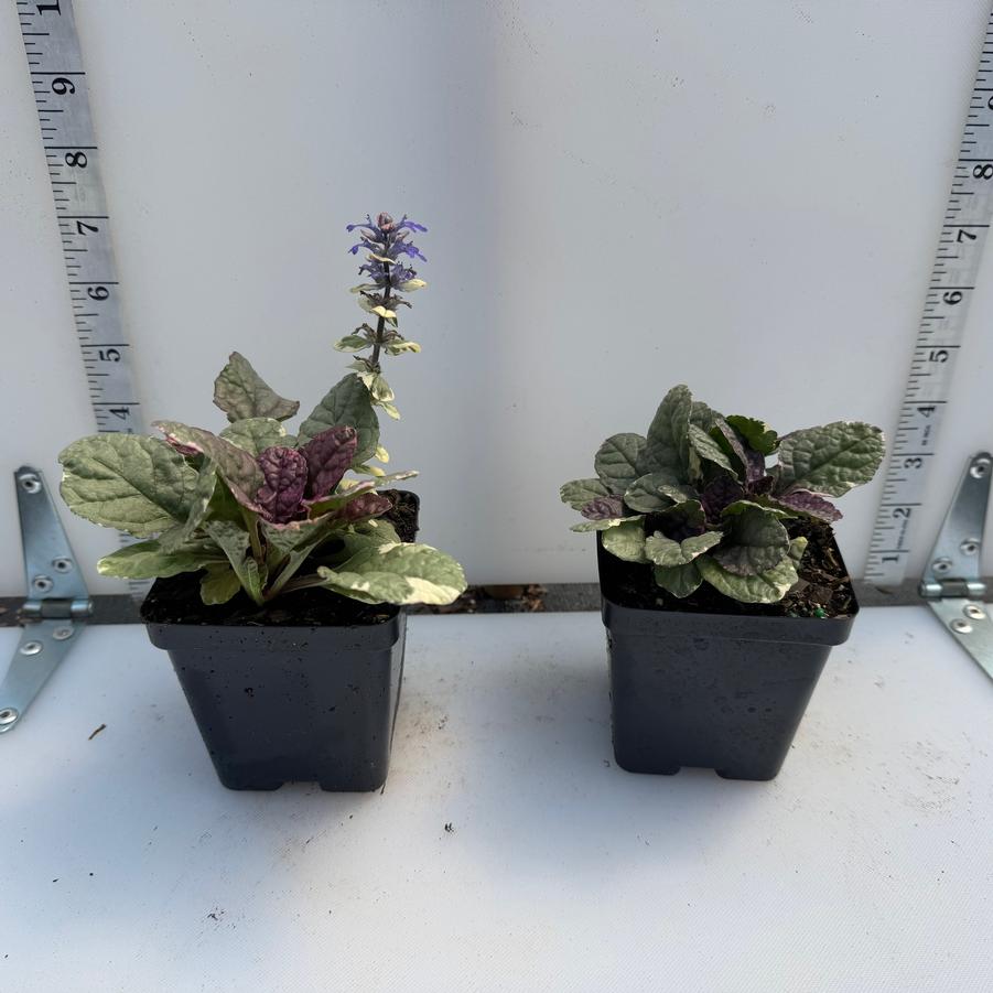 Ajuga reptans Burgundy Glow