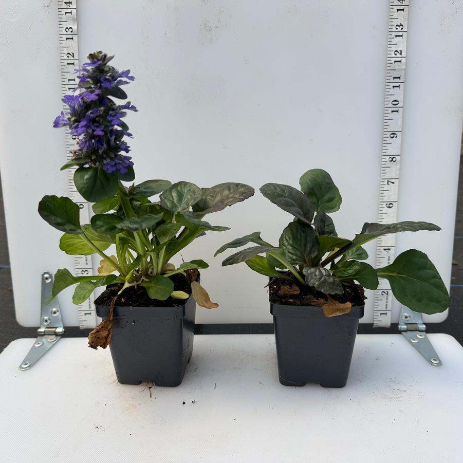 Ajuga reptans Catlin's Giant
