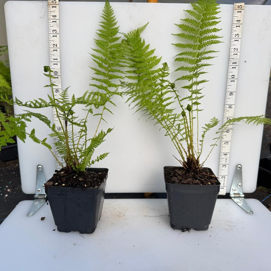 Athyrium filix-femina 