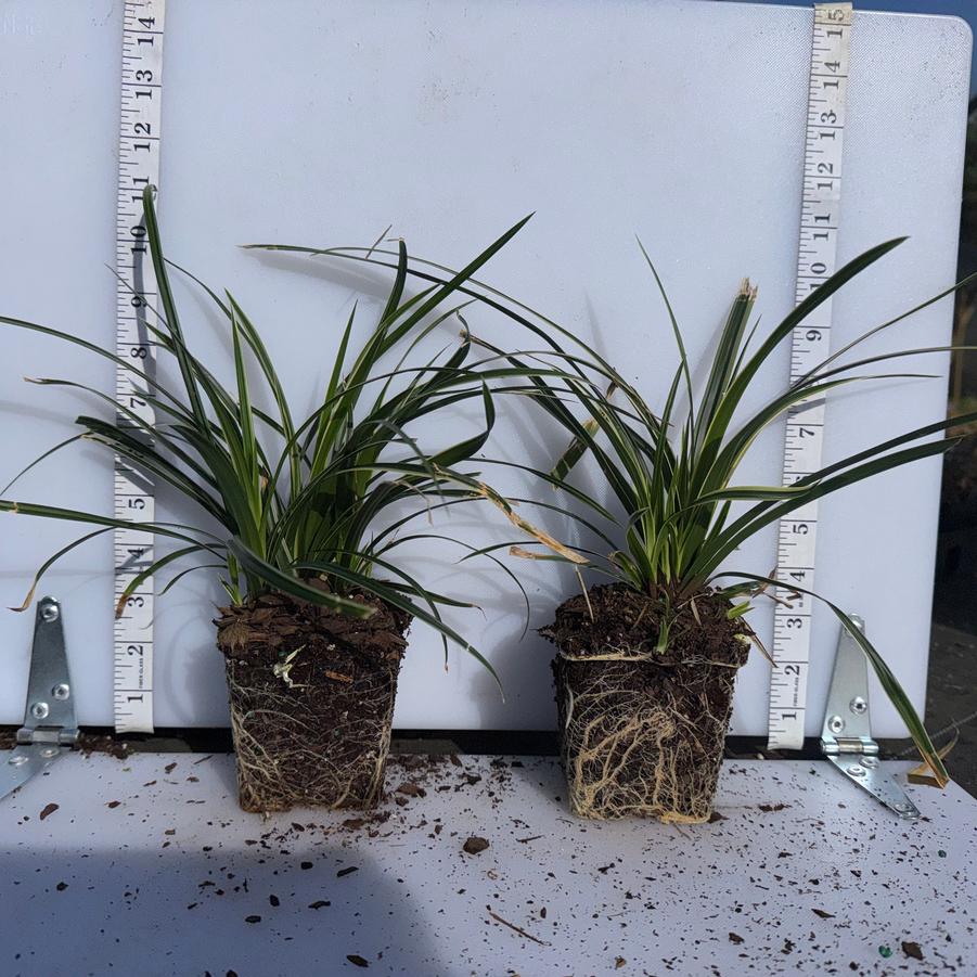 Carex morrowii Ice Dance