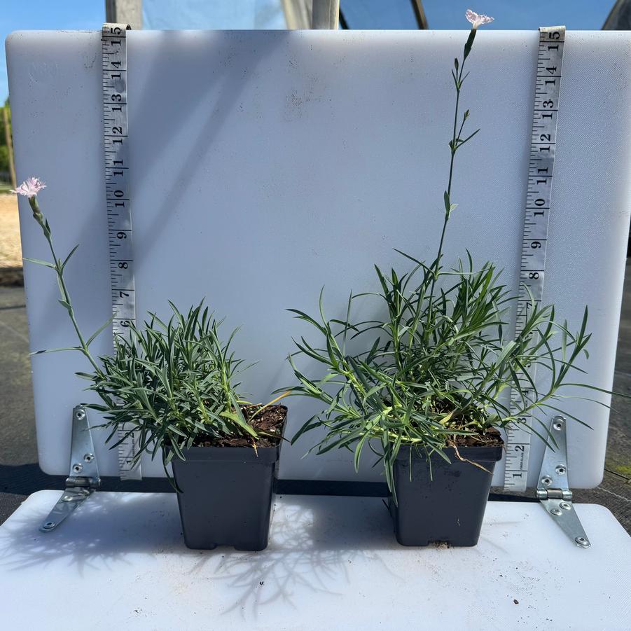 Dianthus gratianoapolitanus Baths Pink