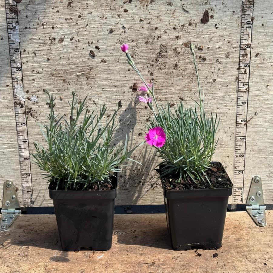 Dianthus gratianopolitanus Firewitch