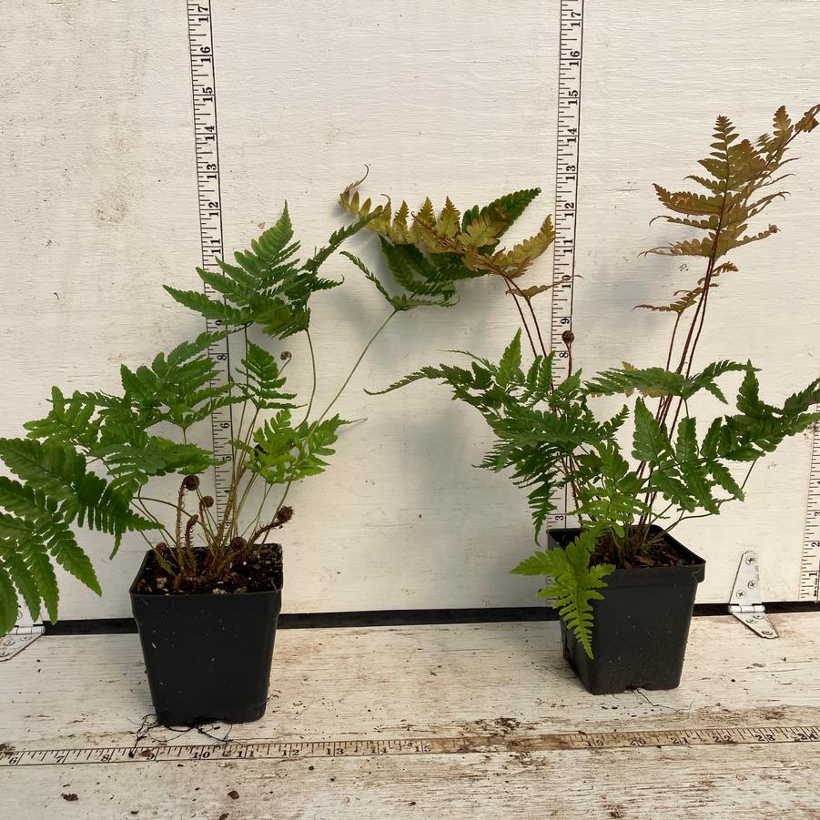 Dryopteris erythrosora 