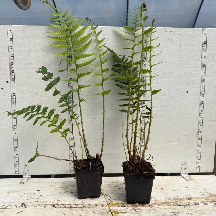 Dryopteris ludoviciana 