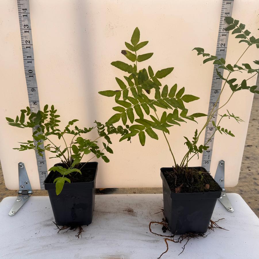 Osmunda regalis 