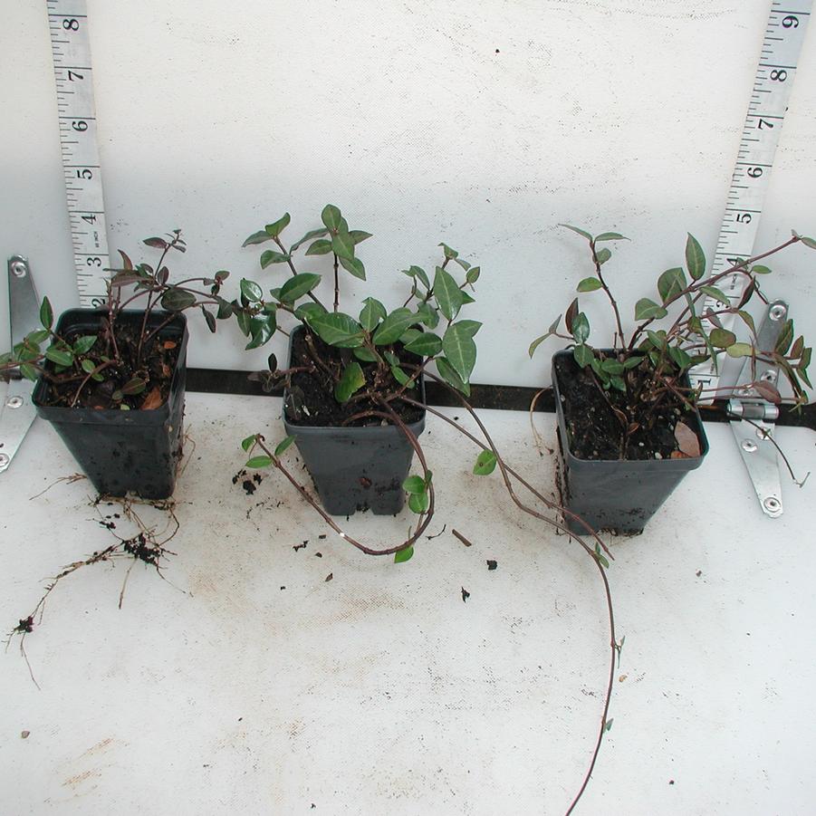 Trachelospermum asiaticum 