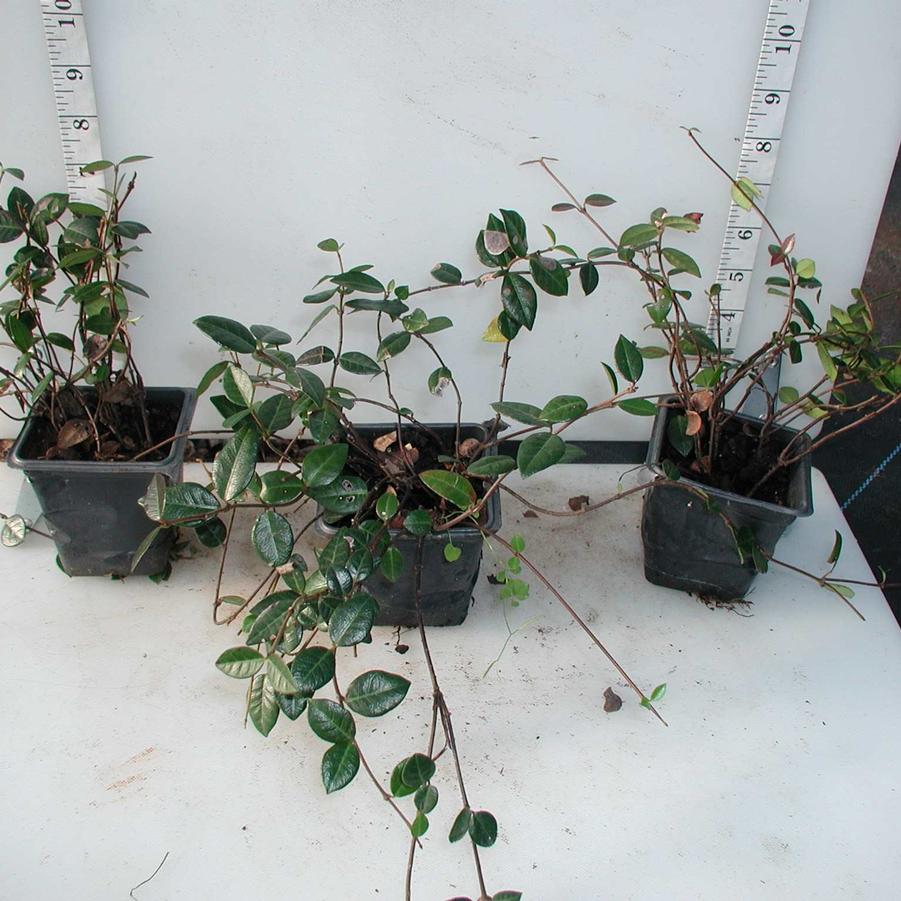 Trachelospermum asiaticum 