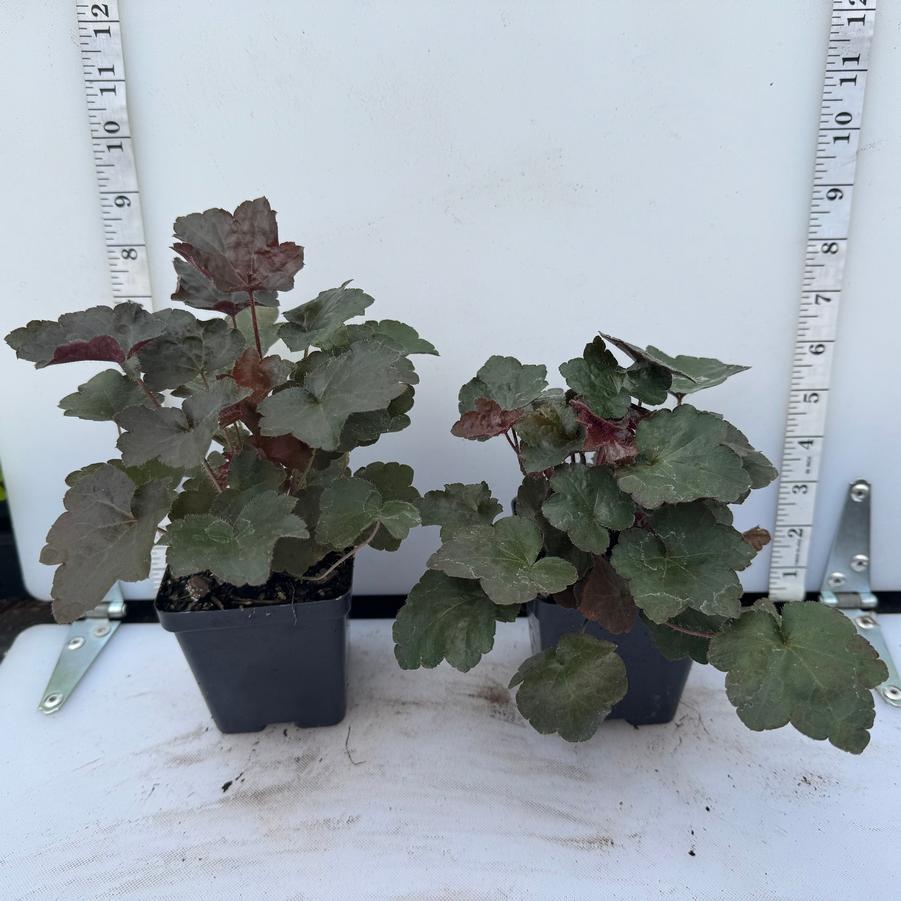 Heuchera micrantha Palace Purple