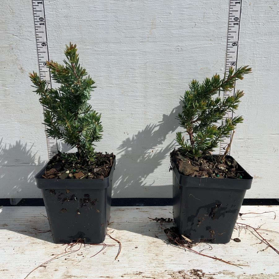 Juniperus conferta Blue Pacific