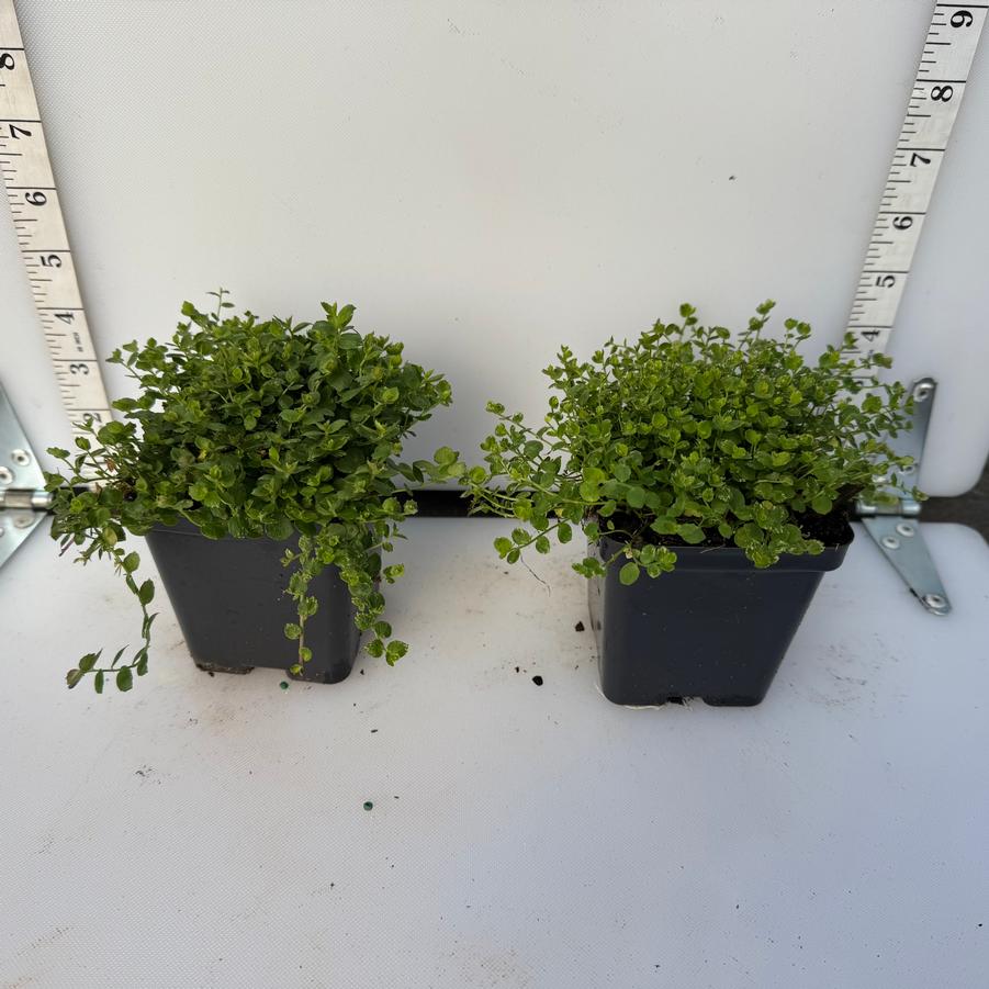 Laurentia fluviatilis 