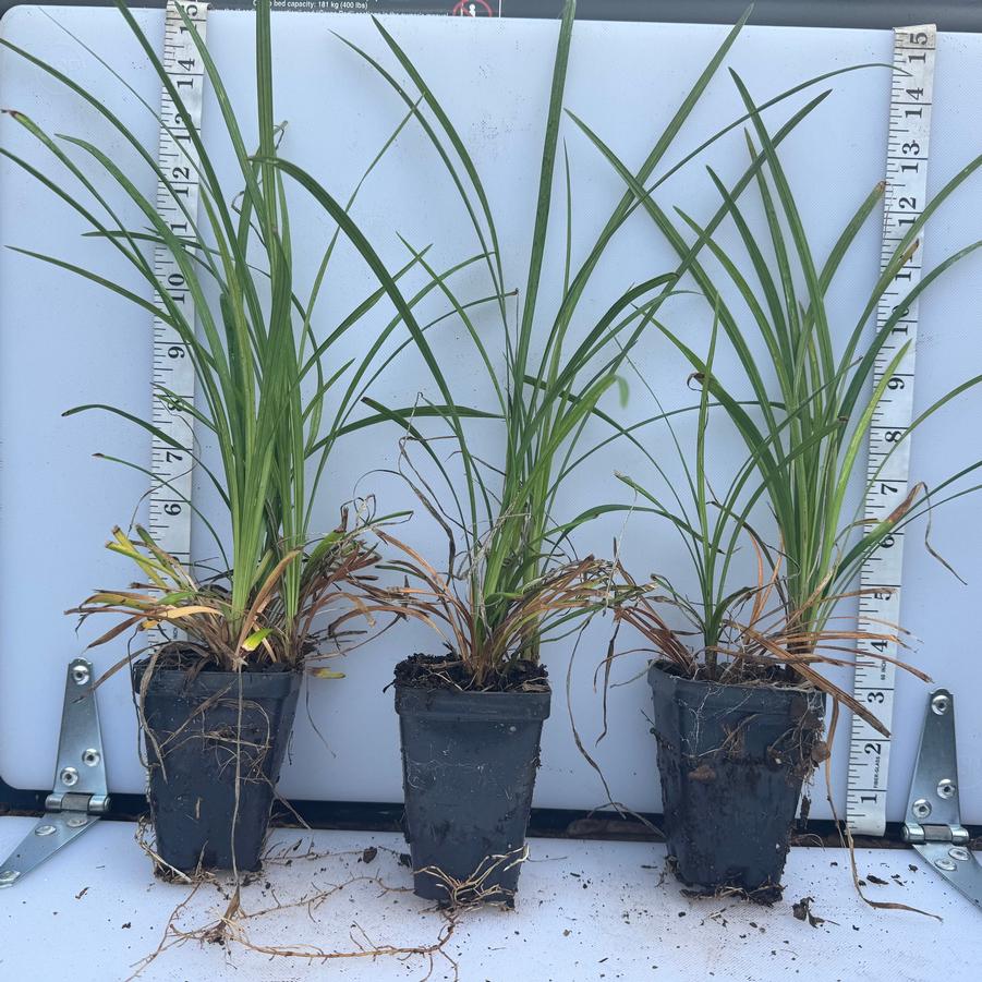 Liriope muscari Big Blue
