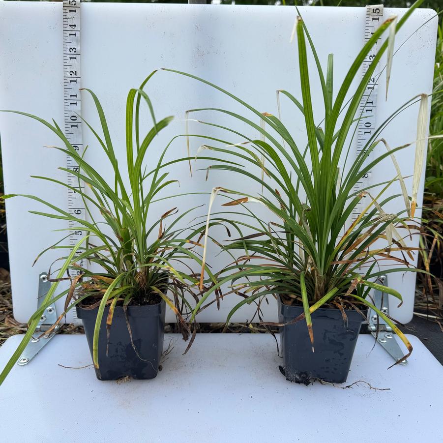 Liriope muscari Big Blue