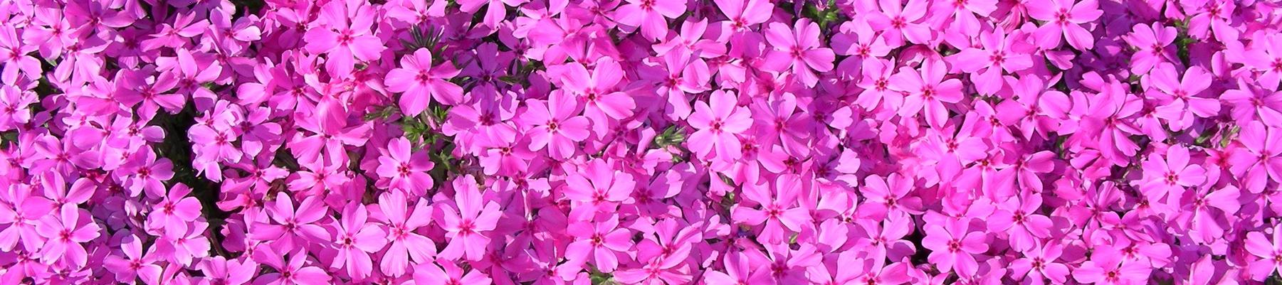 Phlox subulata 'Red Wings' - Red Wings Creeping Phlox from Classic Groundcovers