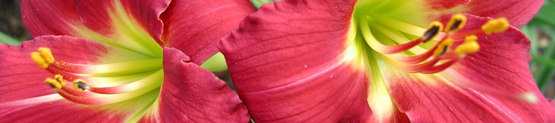 Hemerocallis 'Ruby Stella' - Ruby Stella Daylily from Classic Groundcovers