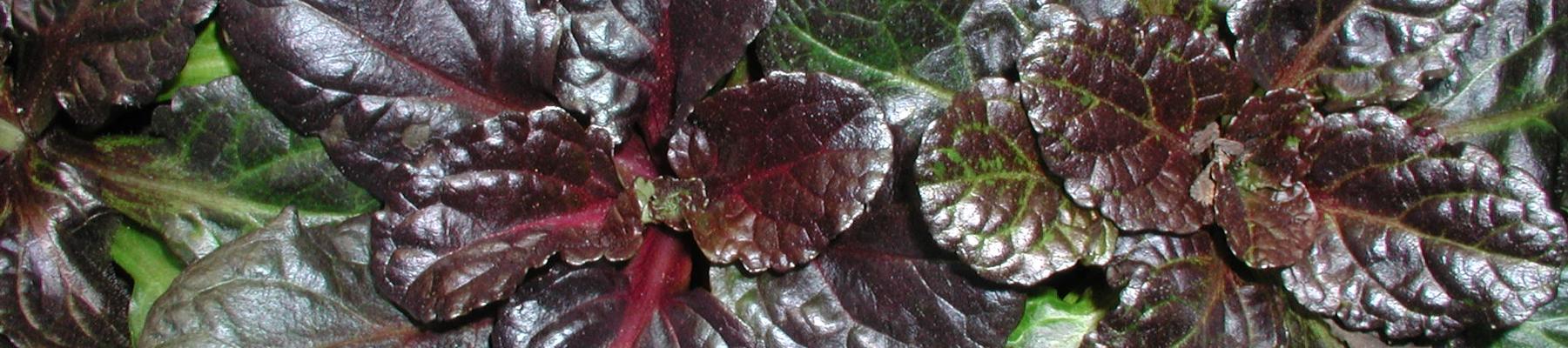 Ajuga reptans 'Black Scallop' - Black Scallop Bugleweed from Classic Groundcovers