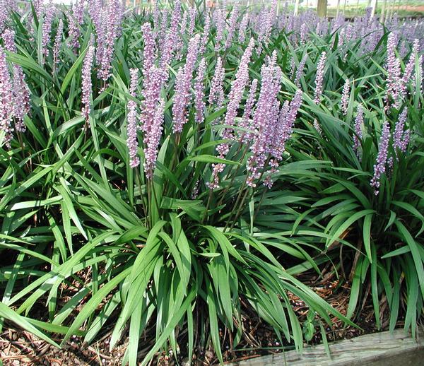 Ingwersen Lily Turf Liriope muscari Classic Blue from Classic Groundcovers