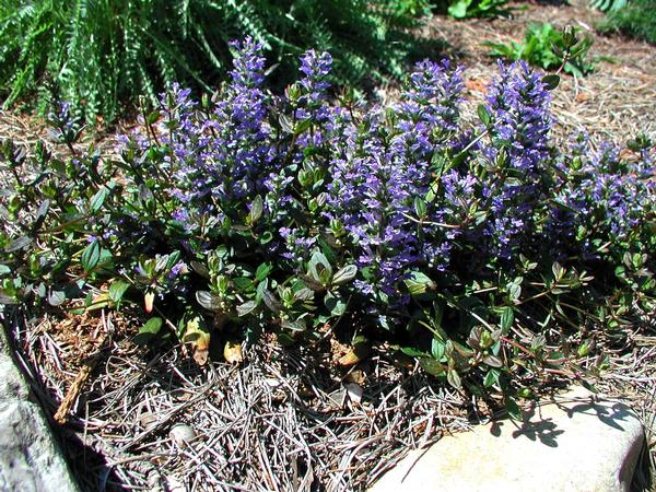 Chocolate Chip Bugleweed Ajuga reptans Chocolate Chip from Classic Groundcovers