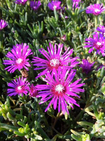 Hardy Ice Plant Delosperma cooperi from Classic Groundcovers