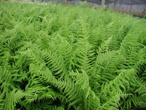 Hay Scented Fern Dennstaedtia punctilobula from Classic Groundcovers