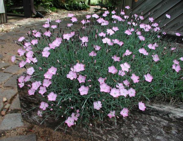  Dianthus gratianoapolitanus Baths Pink from Classic Groundcovers