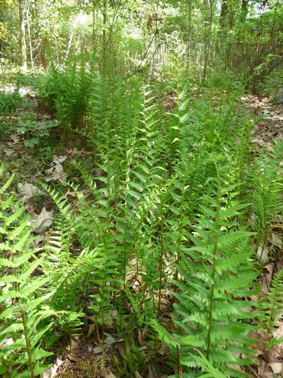 Southern Shield Fern Dryopteris ludoviciana from Classic Groundcovers