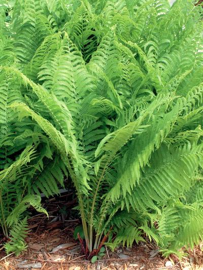 Ostrich Fern Matteuccia struthiopteris from Classic Groundcovers