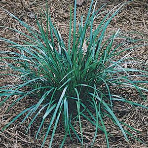Creeping Lily Turf Liriope spicata from Classic Groundcovers