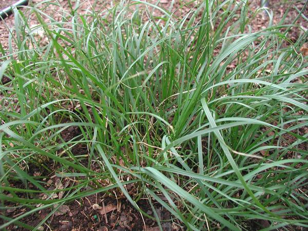 Sedge - Pennsylvania Sedge Carex pensylvanica from Classic Groundcovers