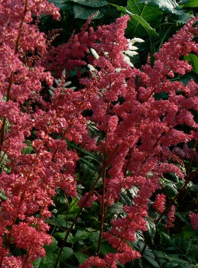 False Spirea Astilbe arendsii Fanal from Classic Groundcovers