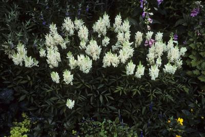 False Spirea Astilbe x arendsii Gladstone from Classic Groundcovers