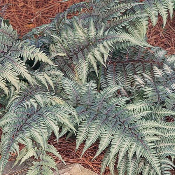 Japanese Painted Fern Athyrium niponicum (goeringianum) Pictum from Classic Groundcovers