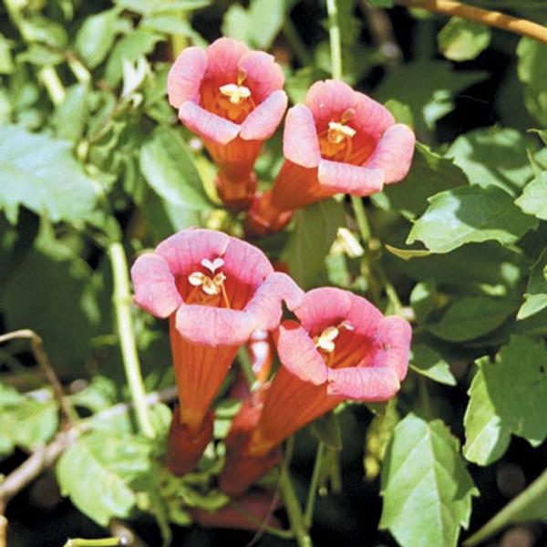 Trumpet Creeper Campsis radicans from Classic Groundcovers