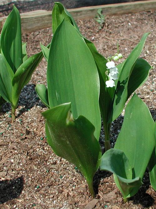 Lily of the Valley Convallaria majalis from Classic Groundcovers