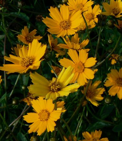 Mouse-eared Coreopsis Coreopsis auriculata Nana from Classic Groundcovers
