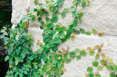 Creeping Fig Ficus pumila from Classic Groundcovers