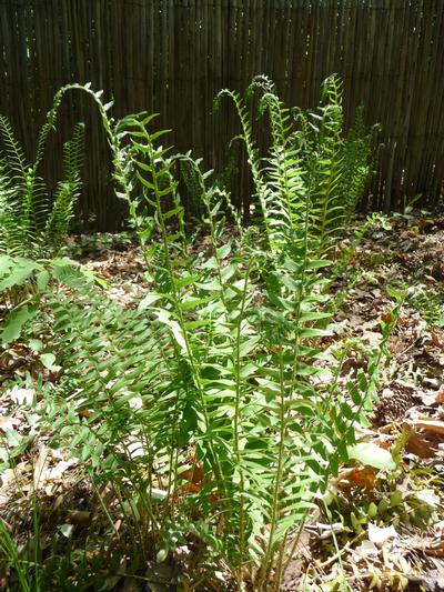 Christmas Fern Polystichum acrostichoides from Classic Groundcovers