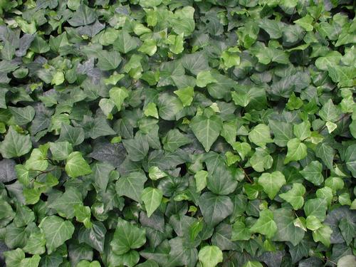 Algerian Ivy Hedera algeriensis from Classic Groundcovers