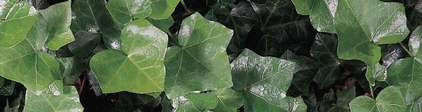 English Ivy Hedera helix from Classic Groundcovers