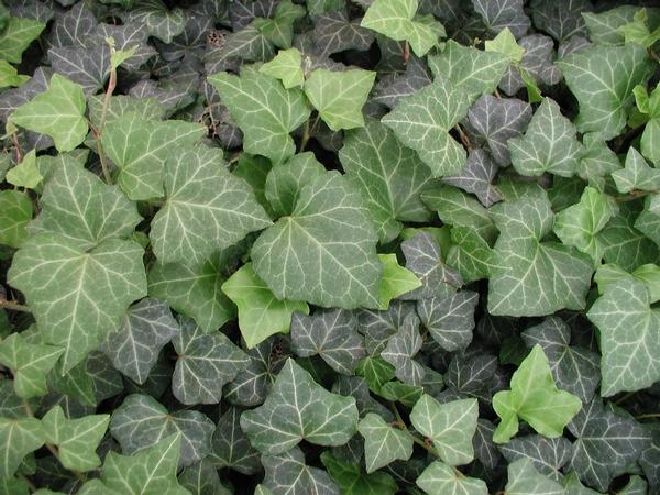 Baltic Ivy Hedera helix Baltica from Classic Groundcovers