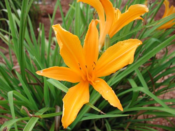 Aztec Gold Daylily Hemerocallis Aztec Gold from Classic Groundcovers