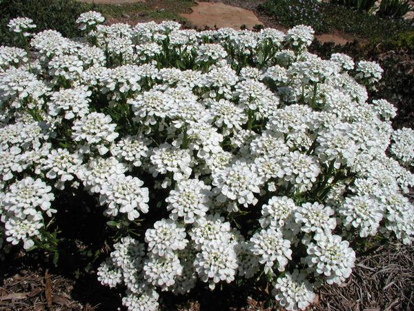 Snow Cone Candytuft Iberis sempervirens Snow Cone from Classic Groundcovers