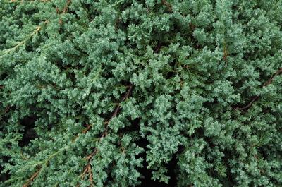 Dwarf Japanese Garden Juniper Juniperus procumbens Nana from Classic Groundcovers