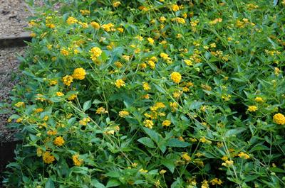 New Gold Lantana Lantana x New Gold from Classic Groundcovers