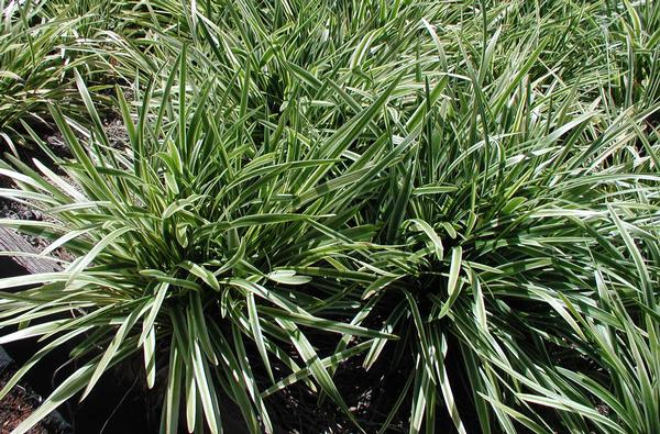 Variegated Lily Turf Liriope muscari Variegata from Classic Groundcovers