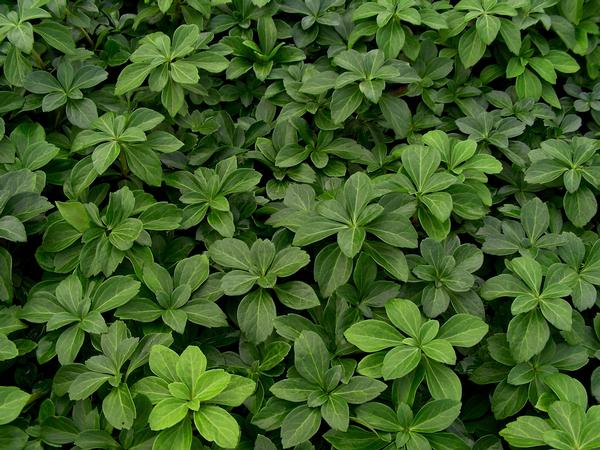 Japanese Spurge Pachysandra terminalis from Classic Groundcovers