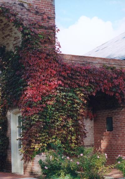 Boston Ivy Parthenocissus tricuspidata from Classic Groundcovers